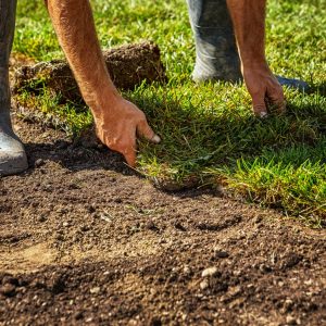 Landscape designer working on Northern Beaches garden